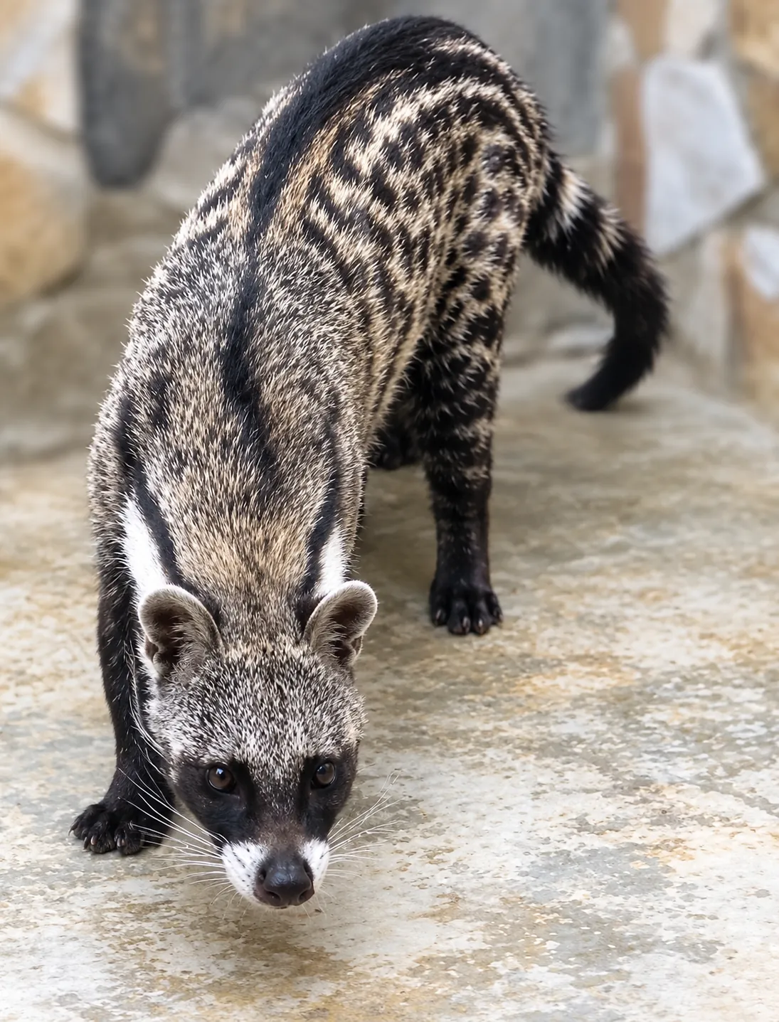 Civet
