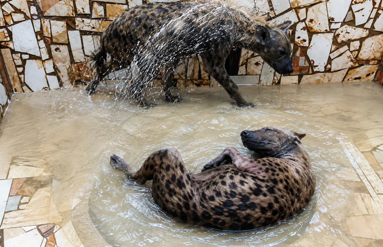 Hyenas