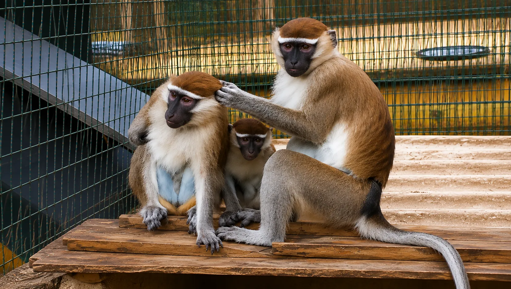 Patas Monkeys